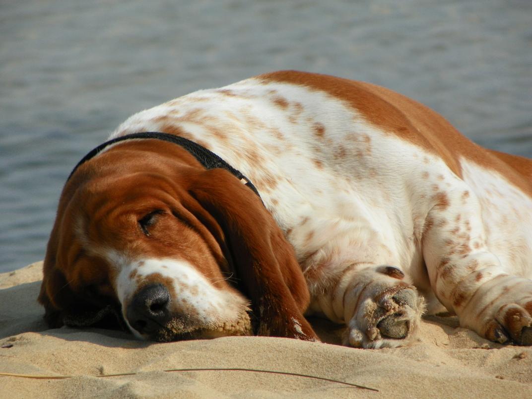 MaxTheBasset's tweet photo. It's getting cold outside, mom. Can we go back to the beach? #bassethound #walrushound https://t.co/9atJh1A44l