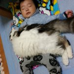 フワフワ!の猫にくるまれ、幸せそうに眠る赤ちゃんの癒し画像‼