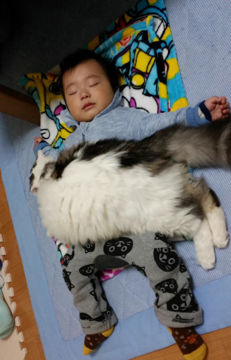 フワフワｗｗｗの猫にくるまれ、幸せそうに眠る赤ちゃんの癒し画像‼