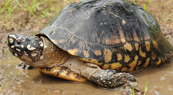LangBanks's tweet photo. Good to hear… WWF launches project to curb illegal wildlife trade in Pakistan https://t.co/5g7MRR6IYs @WWFPak https://t.co/4mm7yj12IP