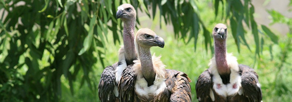 LangBanks's tweet photo. Good to hear… WWF launches project to curb illegal wildlife trade in Pakistan https://t.co/5g7MRR6IYs @WWFPak https://t.co/4mm7yj12IP
