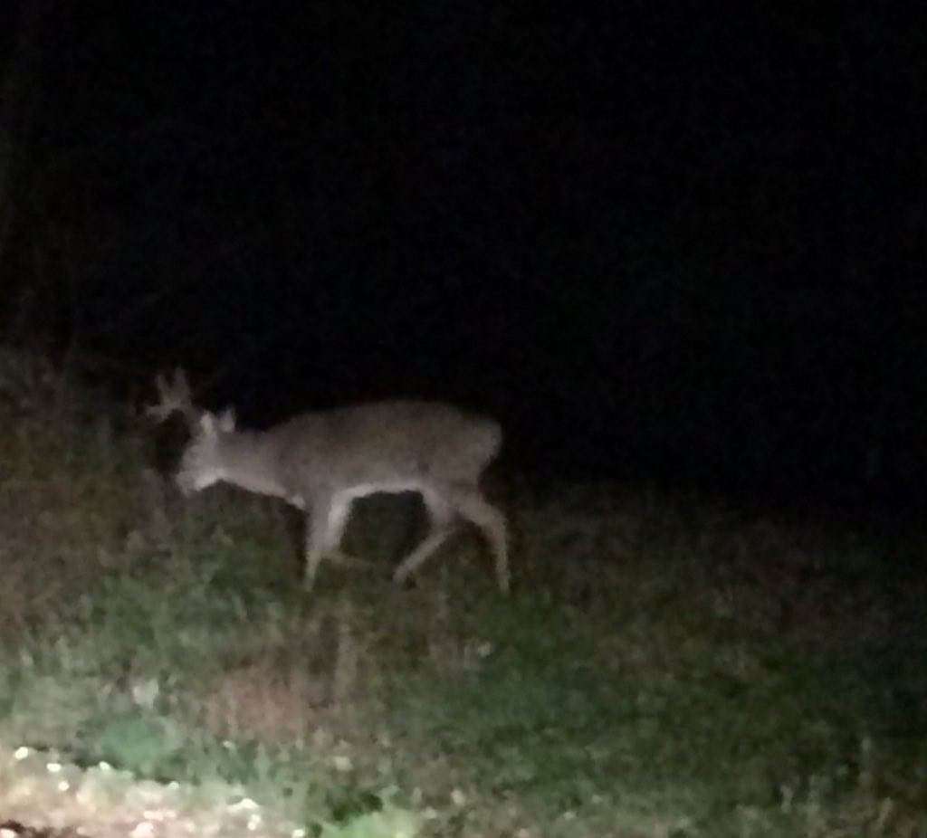 ksykes6's tweet photo. Took the back roads home and pulled up on this amazing animal near the property I hunt ..#RexHill #15pointer https://t.co/qR7m0qVEy0
