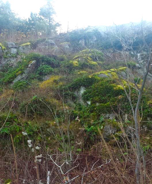 Moss_at_Mac's tweet photo. Moss takes over the rocky cliffside at Mt. Rigaud. #ENVB222 #Field #NatHist https://t.co/oVVkbSnSof