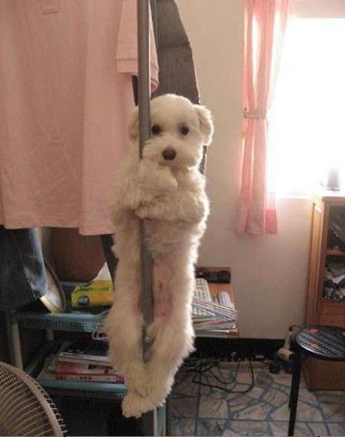 "I needed the money, a good shave and a nose job. I had to dance for my money. Don't judge me."