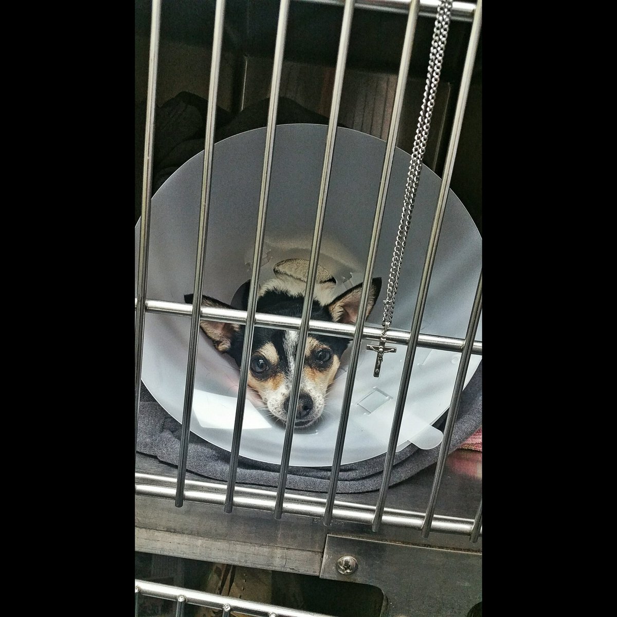 Kendall_Ann22's tweet photo. #PrayersForRex 💔 https://t.co/2X2hSzKsR7