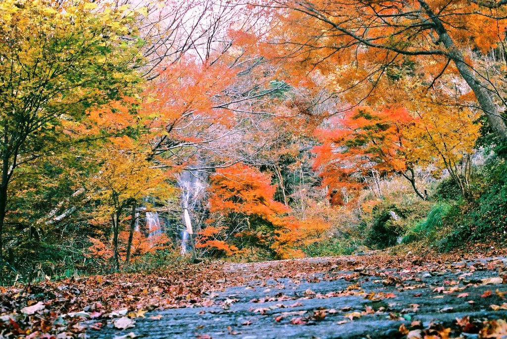 s_jack85's tweet image. 紅葉の似合う機体

モデル：しかちゃんのZRXⅡ