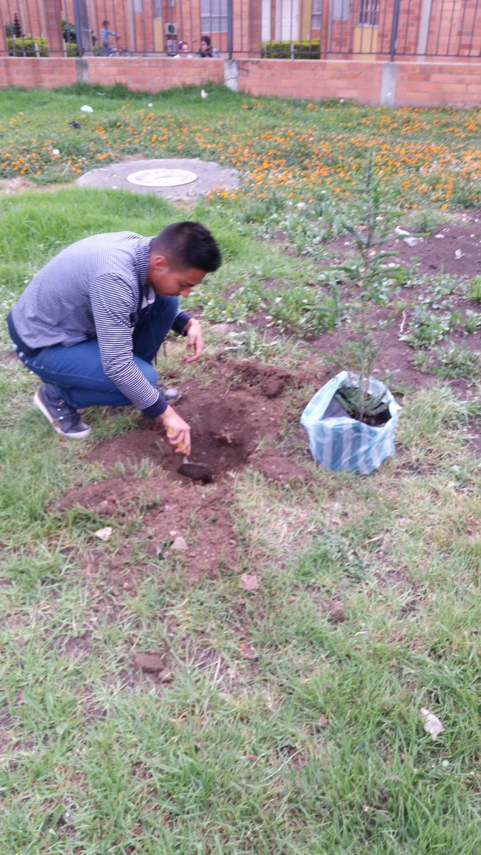 KeveenAndrew's tweet photo. Pino Paraná 
#siembraunarbolvirtual y ayuda con la conservación del ecosistema. #umbvirtual https://t.co/RFz2yN6qaj