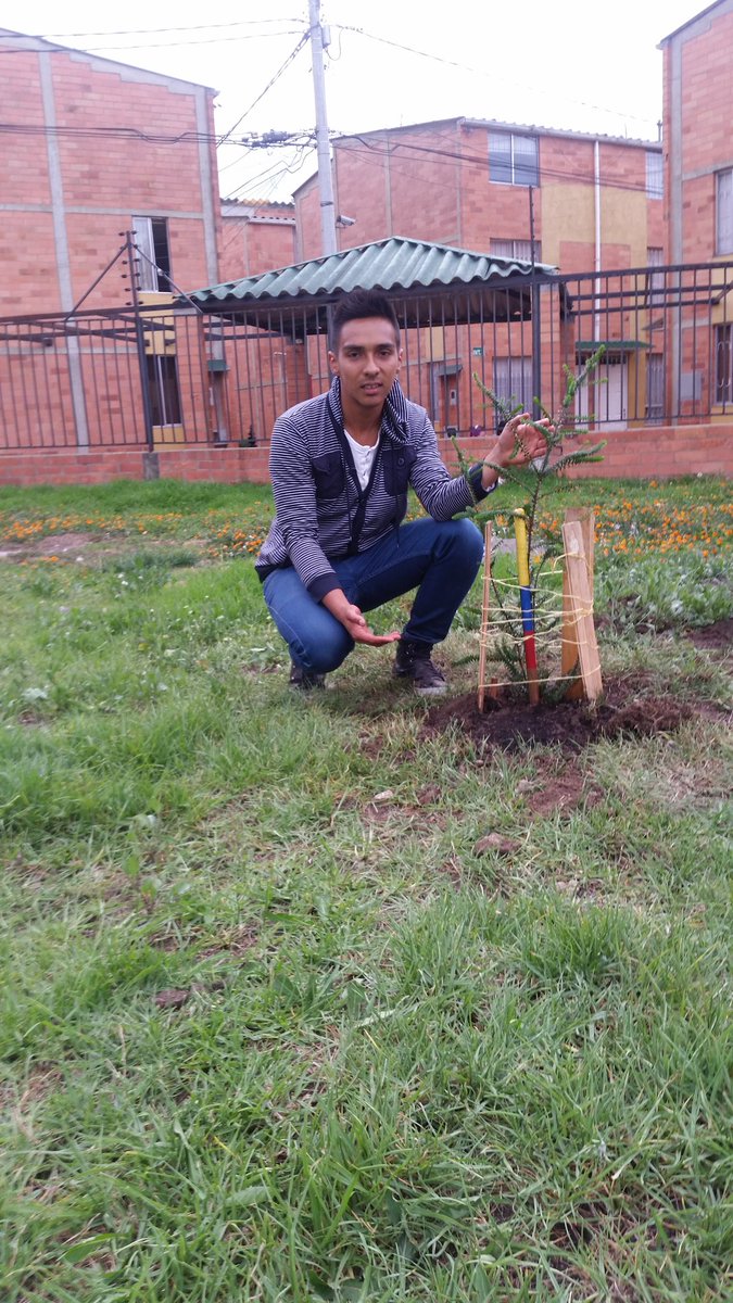 KeveenAndrew's tweet photo. Pino Paraná 
#siembraunarbolvirtual y ayuda con la conservación del ecosistema. #umbvirtual https://t.co/RFz2yN6qaj