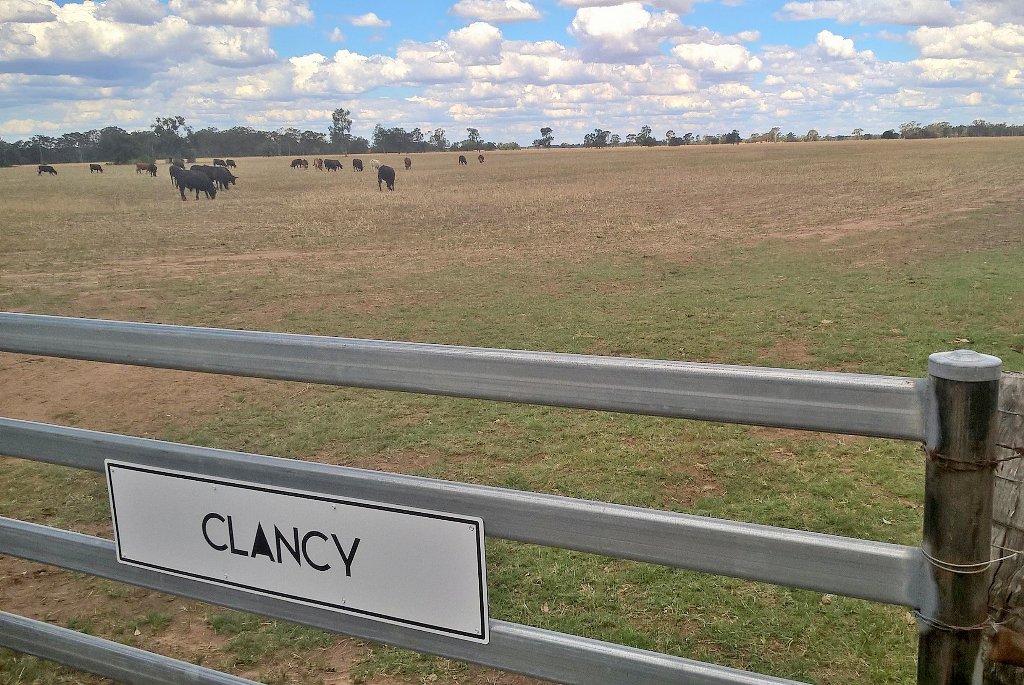 bearmccoy's tweet photo. These boys happy on the last of the oats #Coonamble #Australianbeef @ABCRural @thelandnews @NSWCountryHour https://t.co/LbVqhjPdsm