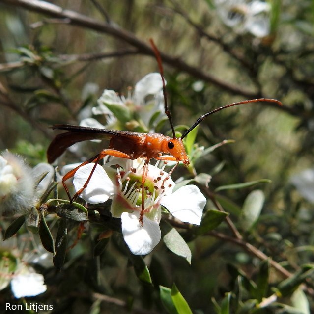 ronlit1's tweet photo. It's a pretty scary world out there in #Ozpollinators land https://t.co/cbU4tCwXgV