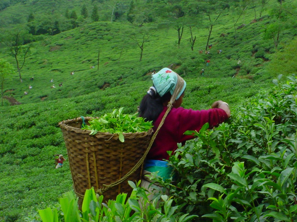 Sip the world famous aromatic #DarjeelingTea during your tour to India. bit.ly/1NAui20
#northeastindiatour