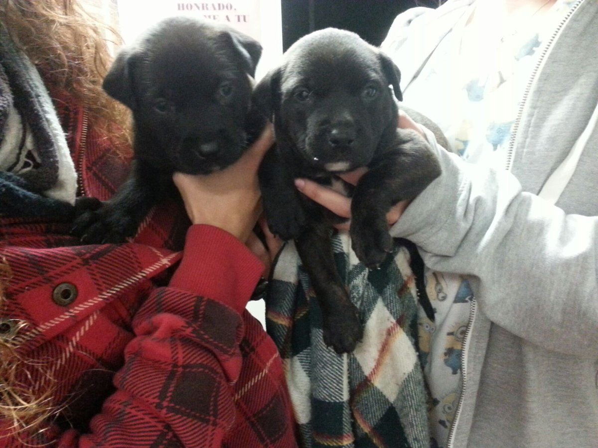 protemalaga's tweet photo. Y no paran de abandonar camadas. Puedes ayudar acogiendo a uno? Escribe a  acogidas@protectoramalaga.com https://t.co/7KNzYT1TU9
