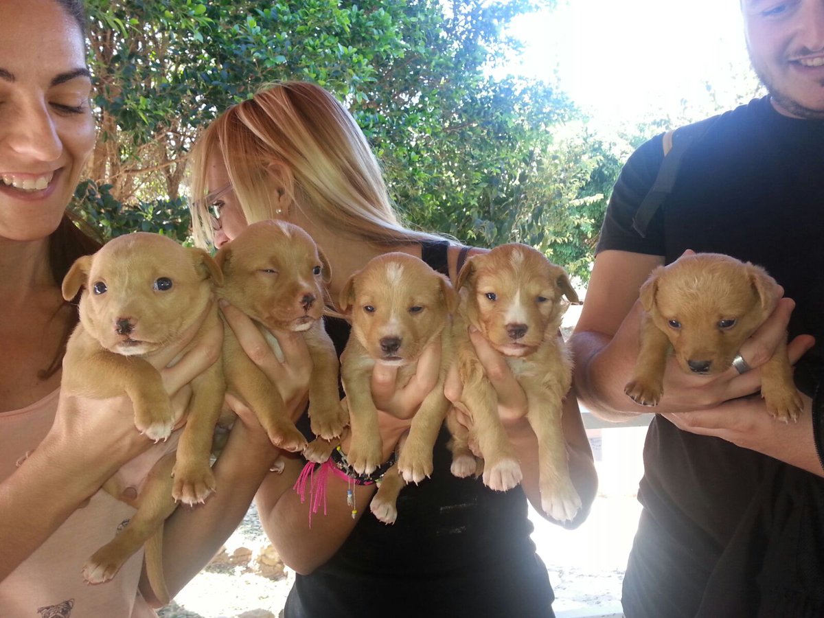 protemalaga's tweet photo. Y no paran de abandonar camadas. Puedes ayudar acogiendo a uno? Escribe a  acogidas@protectoramalaga.com https://t.co/7KNzYT1TU9