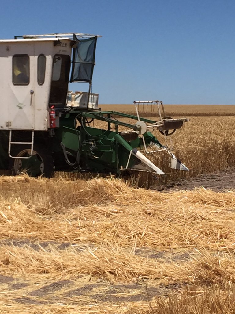 RichardMay19's tweet image. How much P is enough? The answers are coming right up. #cumminsag #sagit @UniofAdelaide #EPAg