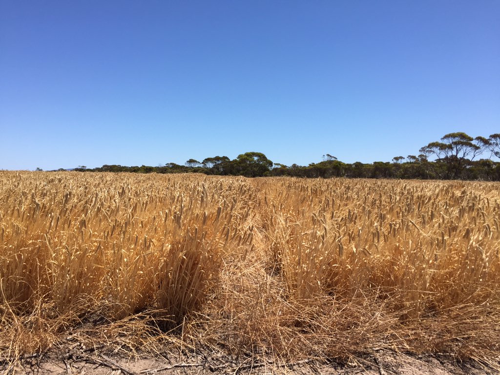 RichardMay19's tweet image. How much P is enough? The answers are coming right up. #cumminsag #sagit @UniofAdelaide #EPAg