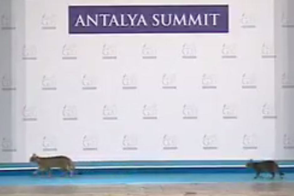 #ICYMI: Sneaky stray cats break through security, take the main stage ahead of #G20 summit ab.co/1STqnlj