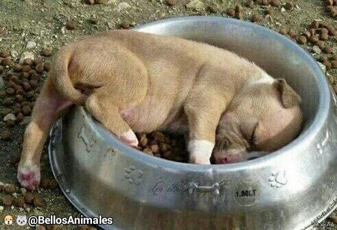 SuperBonitos's tweet photo. Bueno amiguines, yo ya me voy a mimir... Espero que tengan lindos sueños, hasta mañana https://t.co/wnGzdidkCy