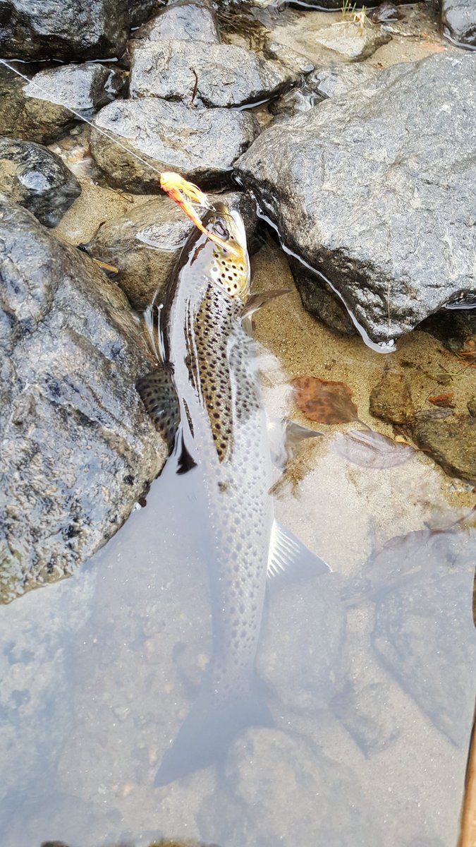 thspey's tweet image. 