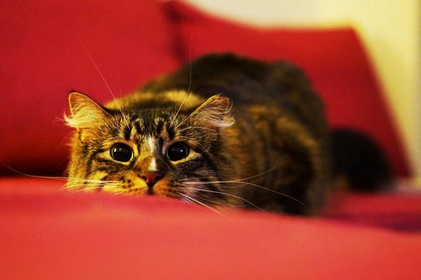 PicsOfCuteCats's tweet photo. pounce imminent. https://t.co/A27RvZjvM2