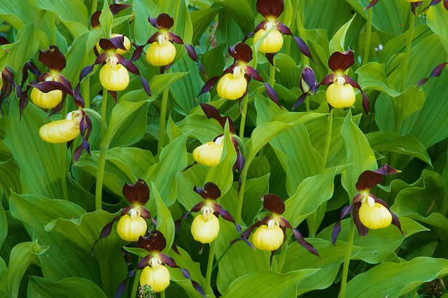 ট ইট র 四季の草花bot アツモリソウ ラン科多年草 花期 ４ ６月 袋状の花姿が平敦盛の背負った母衣 ほろ に見立てられた 自生地では乱獲が進み採取禁止で 近年は人工繁殖のものが流通している 寒冷地向きの植物で栽培難易度は高め T Co