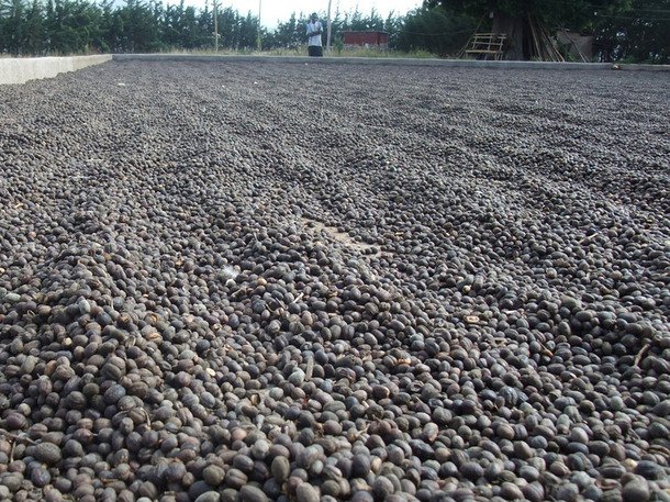 KopiKeliling's tweet photo. Proses pengolahan biji kopi di beberapa sudut dunia. https://t.co/HYgnhbe713 https://t.co/z9BgtZxjCS