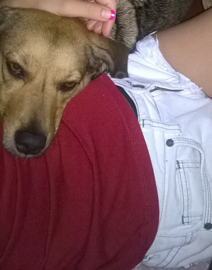 paomodels