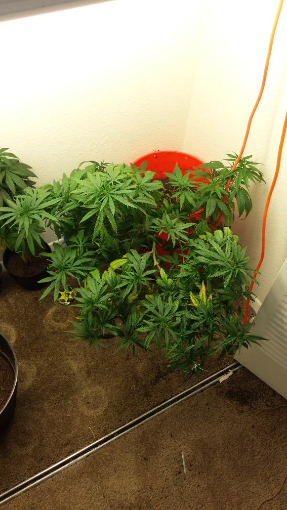 TheKindLife420's tweet photo. Super Silver mother, time to chop n clone. https://t.co/YMuLUhUXkQ