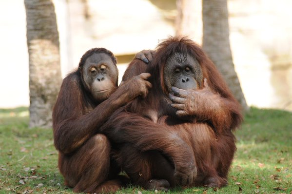 HardCoreBG's tweet image. RT @BuschGardens: It's #OrangutanCaringWeek! Help celebrate Tues at the #Orangutan Outpost! bddy.me/1MipwGh