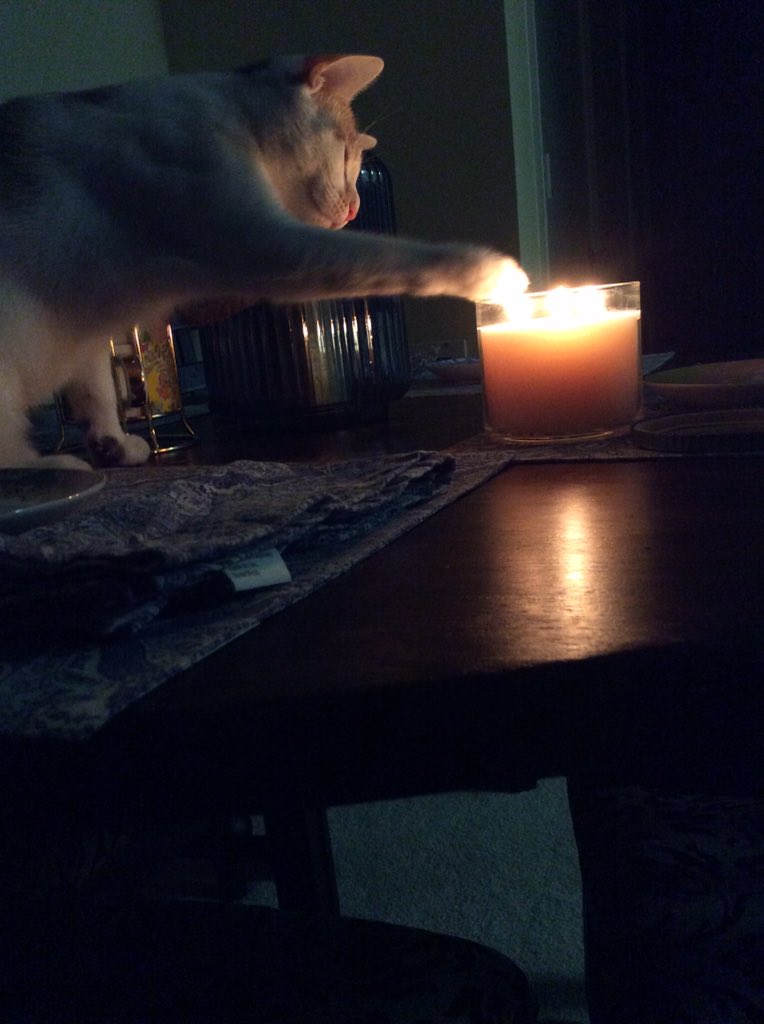 ColetteInTheLab's tweet photo. When students ask for extensions the day after fall break #nocatswereharmed #pyrokitty #AcademicsWithCats https://t.co/eCDACtL7CE