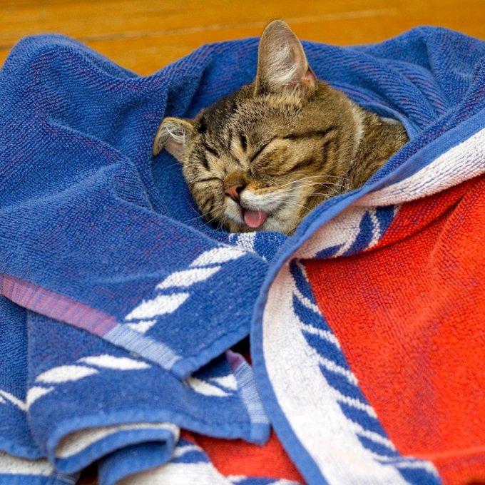 Под одеяльце. Котик под одеялом. Спящий кот. Кошка под пледом. Котенок в одеяле.