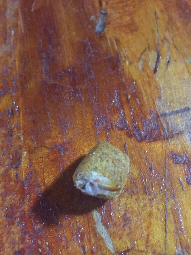 Judy__Wright's tweet photo. @Beneful just bought a new bag of food today &amp; this is what it looked like. Glad I caught it before my dog ate it!! https://t.co/737WbVzNIT
