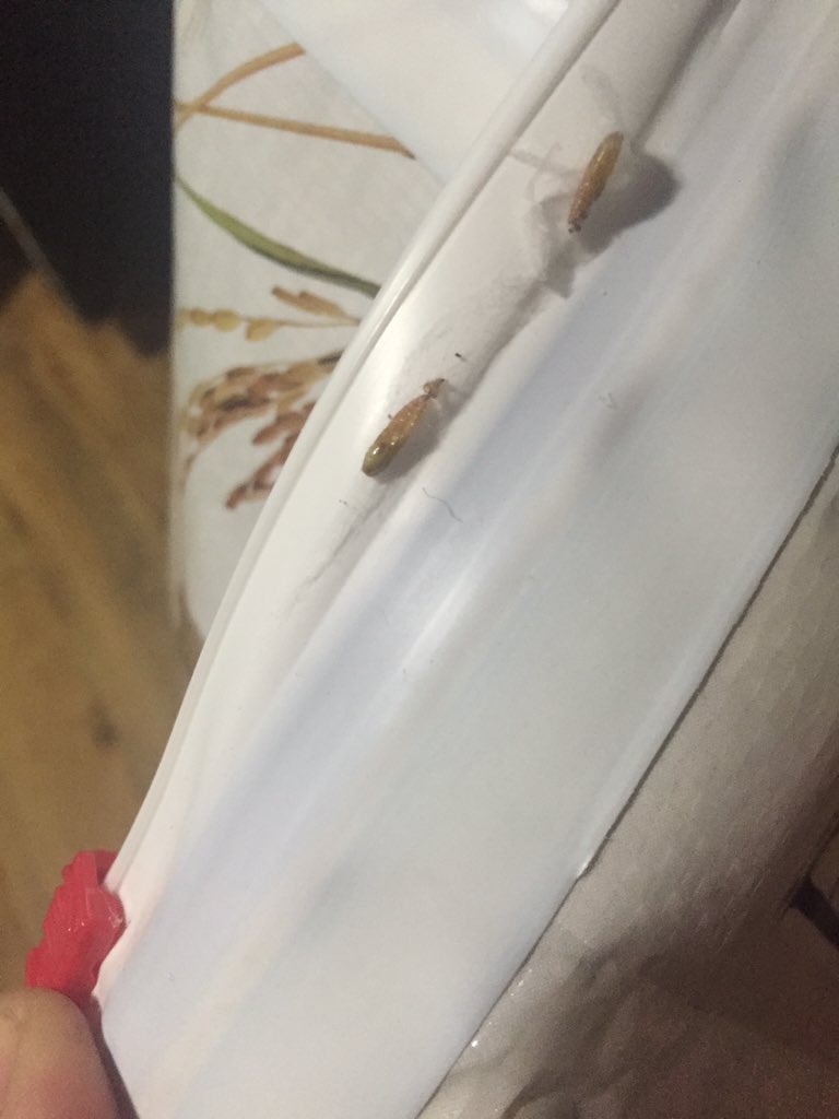 Judy__Wright's tweet photo. @Beneful just bought a new bag of food today &amp; this is what it looked like. Glad I caught it before my dog ate it!! https://t.co/737WbVzNIT