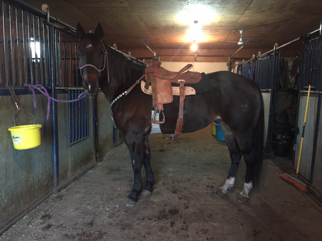 BraidyHowes's tweet photo. Gringo - One last ride at the ranch before heading to #CFR42 in the morning and ready to rock! #ProRodeoCanada https://t.co/8mxXAyTj56