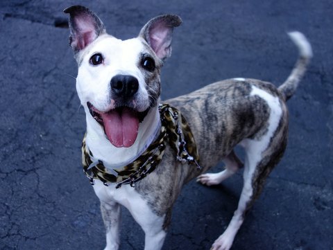 gaviota330's tweet photo. https://t.co/VqzZpoQaNR 
SOS!
#NYC ACC CONFUSED!
KILLING=NOT CARING!
ANYONE KNOWS IT
#RESCUE
HELPDOGS@URGENTPODR.ORG https://t.co/roaDP4Nemo