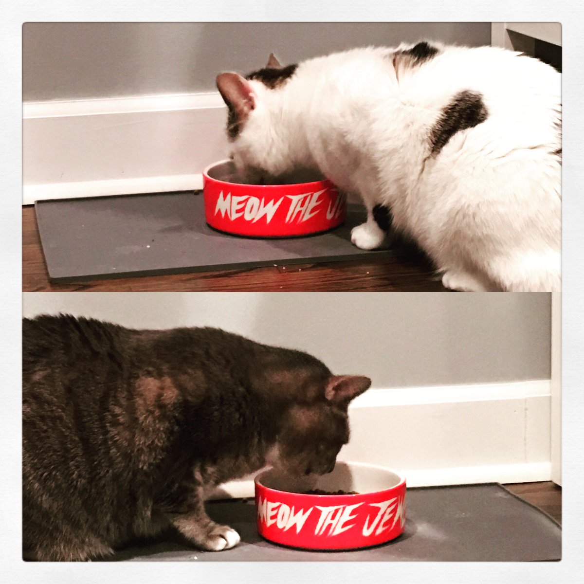 bg5000's tweet photo. The new bowl is a hit with the crowd. @therealelp @runjewels https://t.co/LW7z7b8BZF