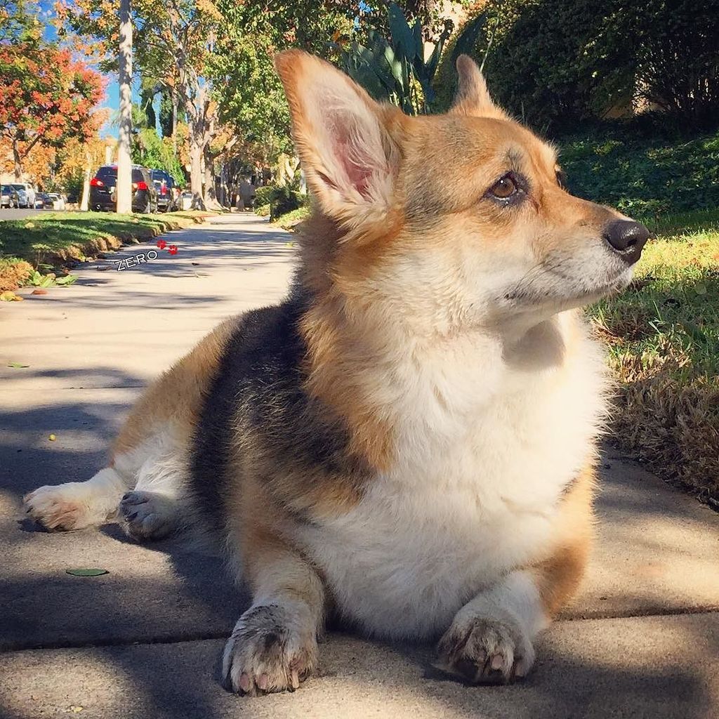 corgi_zero's tweet photo. I tawght I taw a putty-tat! #IsItABlackCat? #IHopeSoCuzThenOurFeetsWouldMatch #QueenOfTheBโฆ https://t.co/SaV6r80Uz5 https://t.co/1yWEmlaSD0