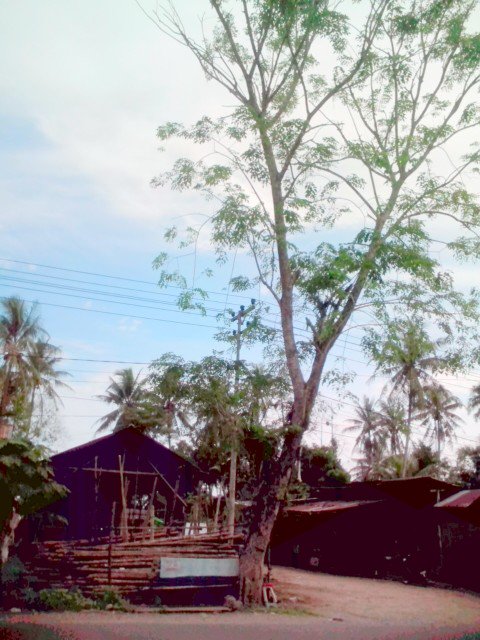 Mhn bantuan dinas terkait  memangkas 2 phn dkt indomaret Jl.Abd Wahid,Kuala Dua utk keamanan  #ciptakaryakuburaya