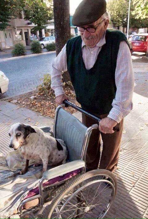 Animalesmsjs's tweet photo. — No digas nada solo da RT.  😍 🐶💔🐱
— #NoAlMaltratoAnimal https://t.co/ya5Va4DSv0