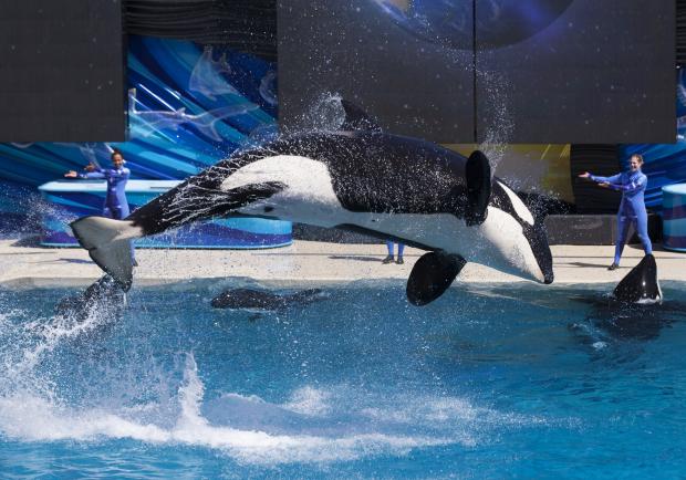 Newsweek's tweet image. Starting next year, SeaWorld is planning to phase out its controversial killer whale show bit.ly/1HqYwHX