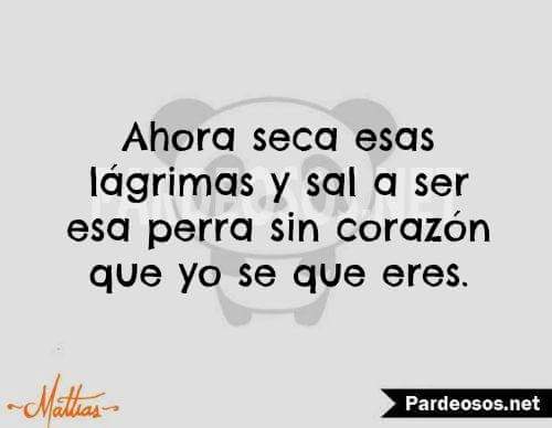Elitedeindhira's tweet photo. #perra.
#LoveYourself 
#frases https://t.co/MDSMTCqj5Y