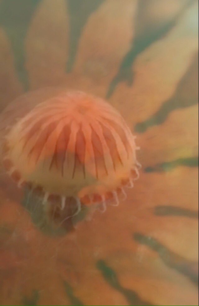 SpaceshipsOver's tweet image. Radial symmetry.