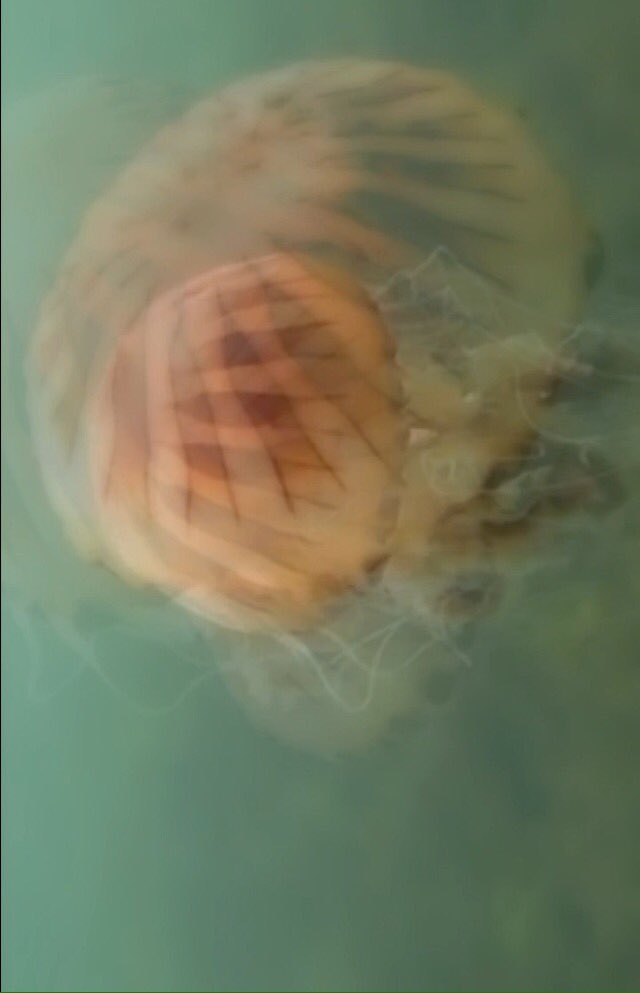 SpaceshipsOver's tweet image. Radial symmetry.