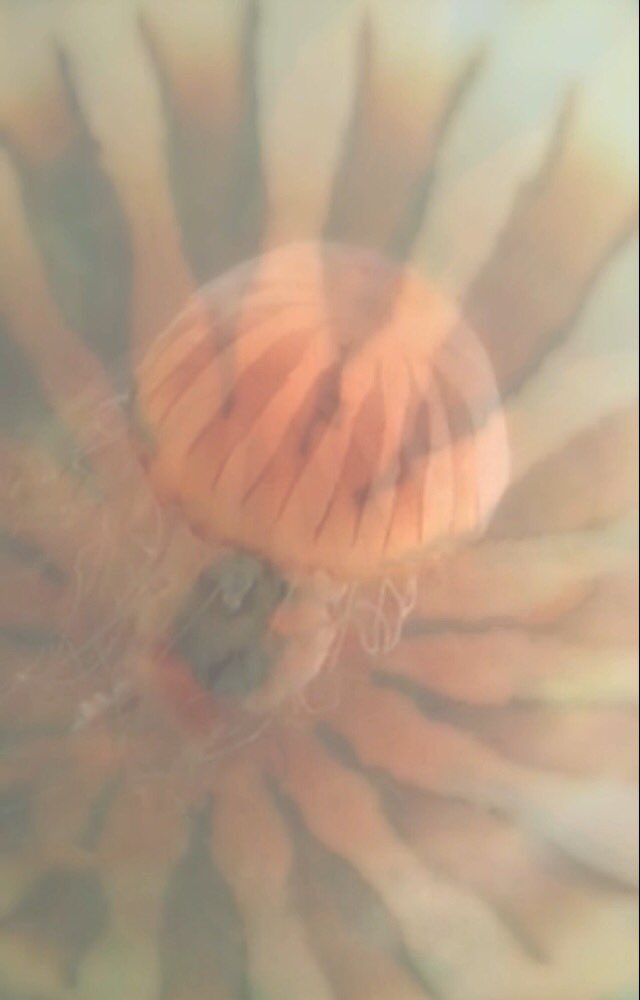 SpaceshipsOver's tweet image. Radial symmetry.