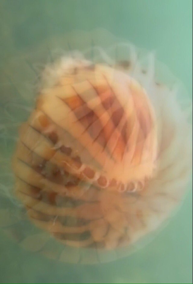 SpaceshipsOver's tweet image. Radial symmetry.