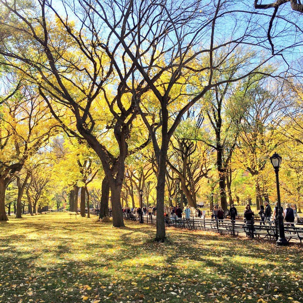 RinconesNY's tweet photo. Central Park está en uno de los mejores momentos del año 🍃🍂🌿🍁🍃🌲🍁🌾 https://t.co/LUM5Y3imOD