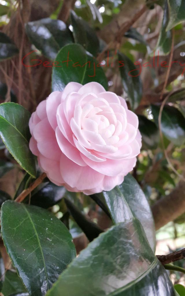 2015Geetanjali's tweet image. Have a beautiful and peaceful day my twitter friends ✌😊
Nature # Flowers~Happiness