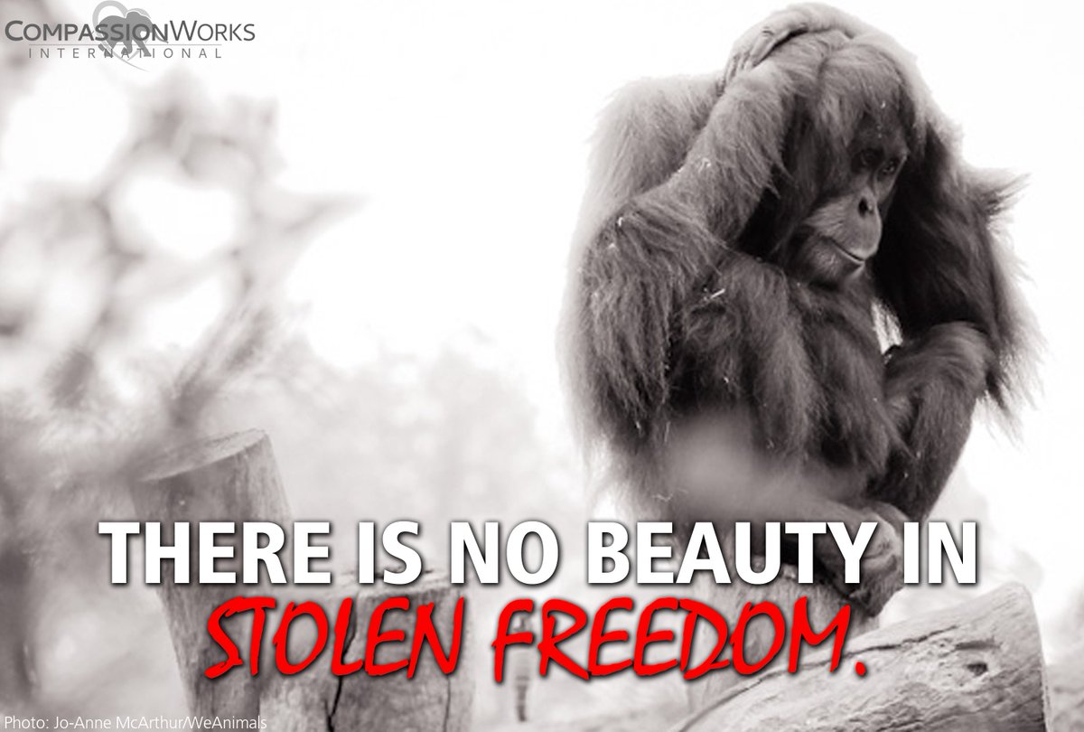 CWIntl's tweet photo. Some zoos donโt even allow animals to touch real trees.
SO SAD. #EmptyTheCages
#BoycottTheZoo https://t.co/VWjo1NgT37