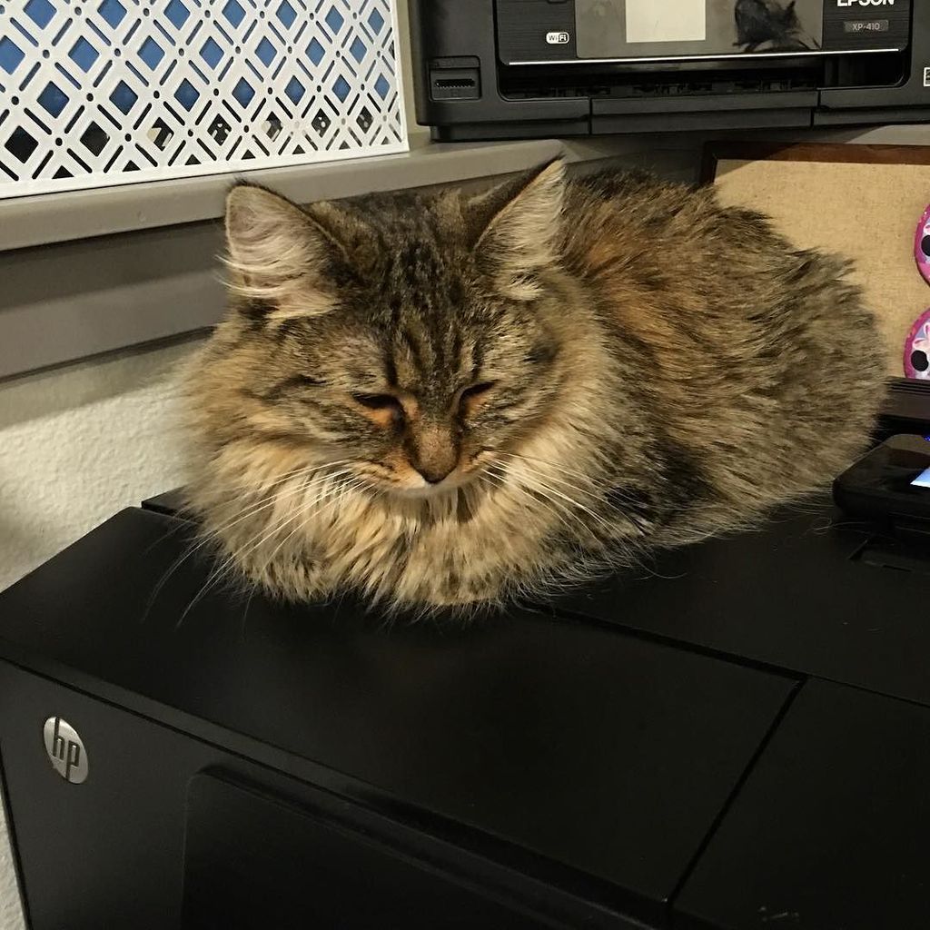 robyninstereo's tweet photo. Our printer is so advanced! #printercat #3dprinting #furbaby https://t.co/rGrcbZttSw https://t.co/lEFF4lGysK