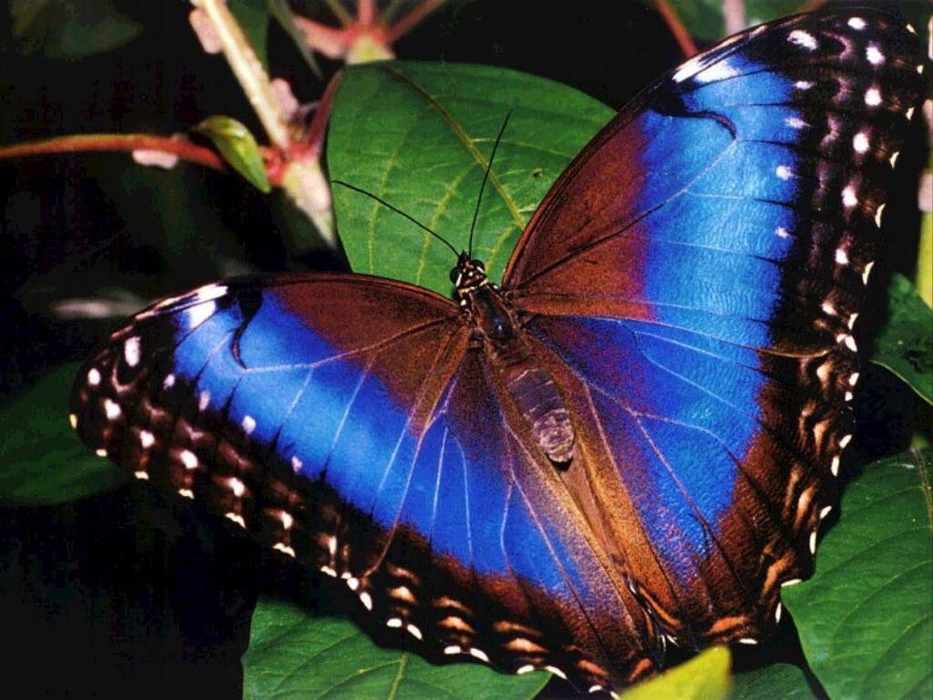 doravi1's tweet photo. @mekare2mekare1 @miumiuhoney Es preciosa... La verdad tienes las mejores... 😃💙👍 https://t.co/5IvuN1qAFg