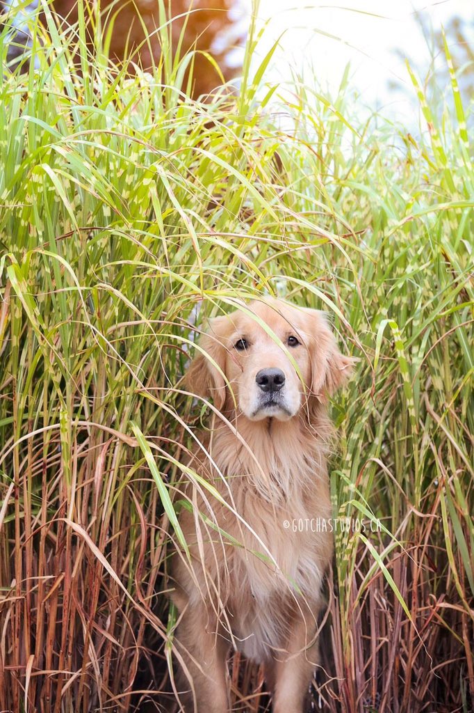 <a href="/CP24AHC/">Animal House Calls</a> Simcoe Orlando, Golden Retriever age 5